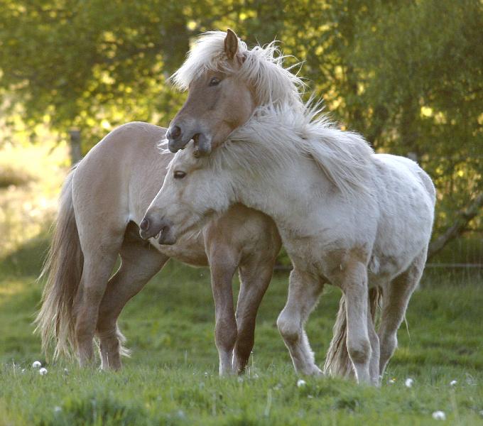 Valur und Gloi spielen a.jpg